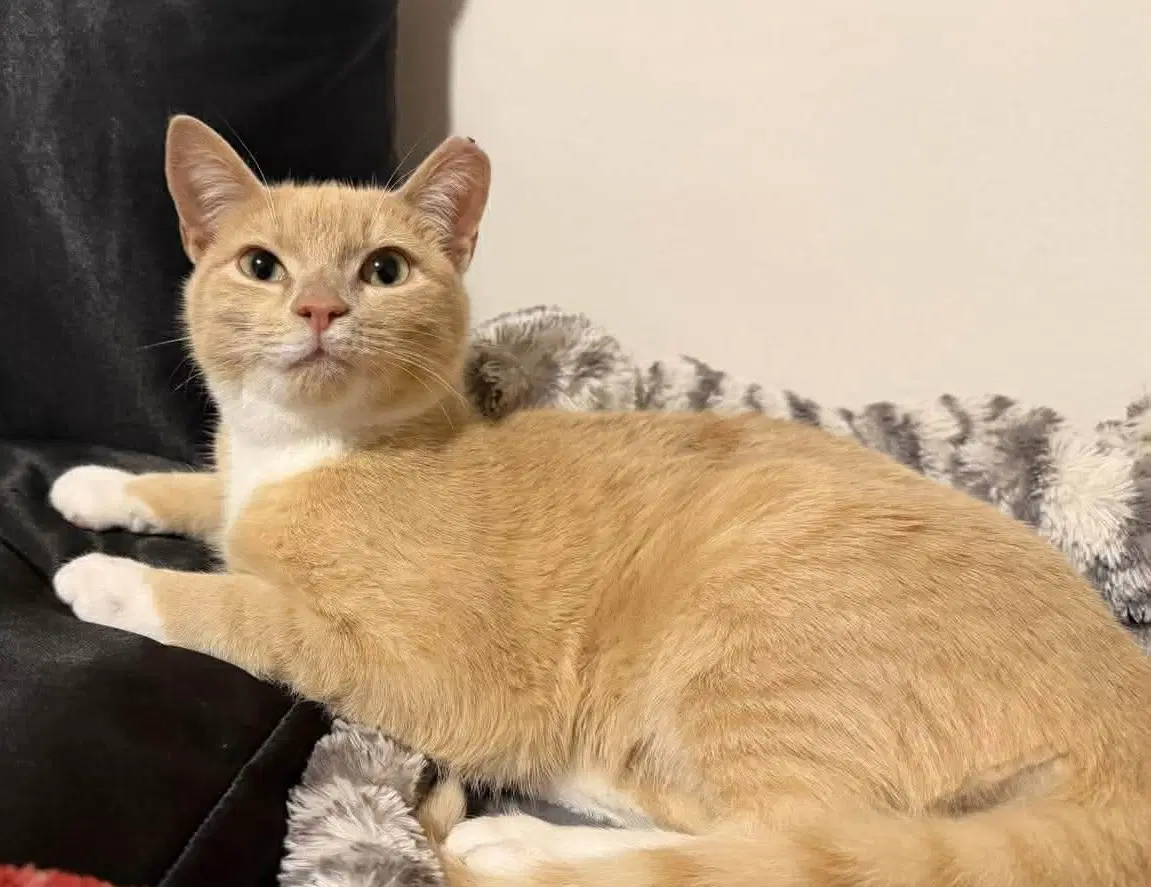 Mochi image 2
