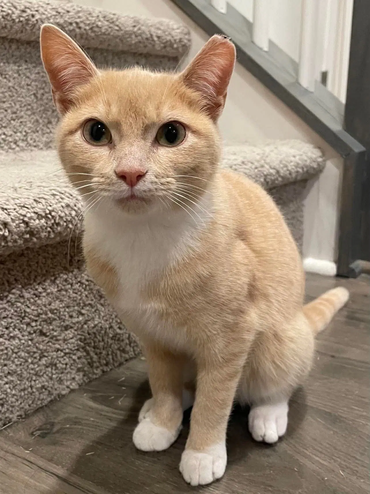 Mochi image 4