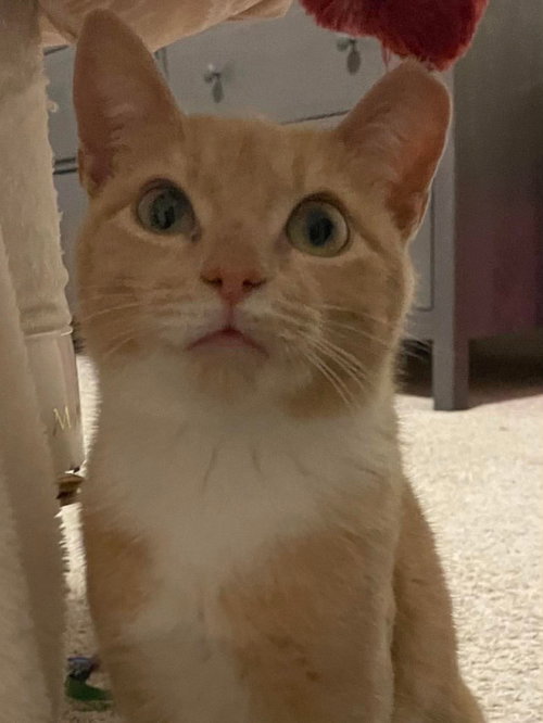 Photo 5 of Mochi