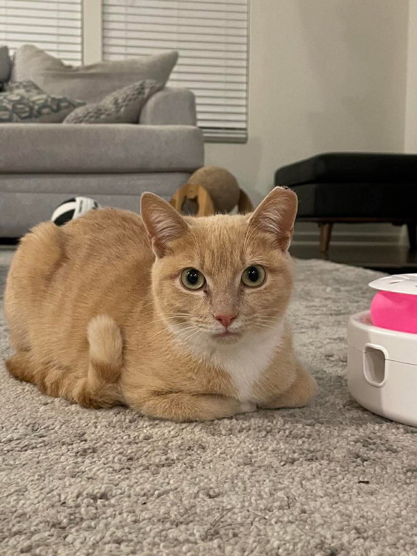 Mochi