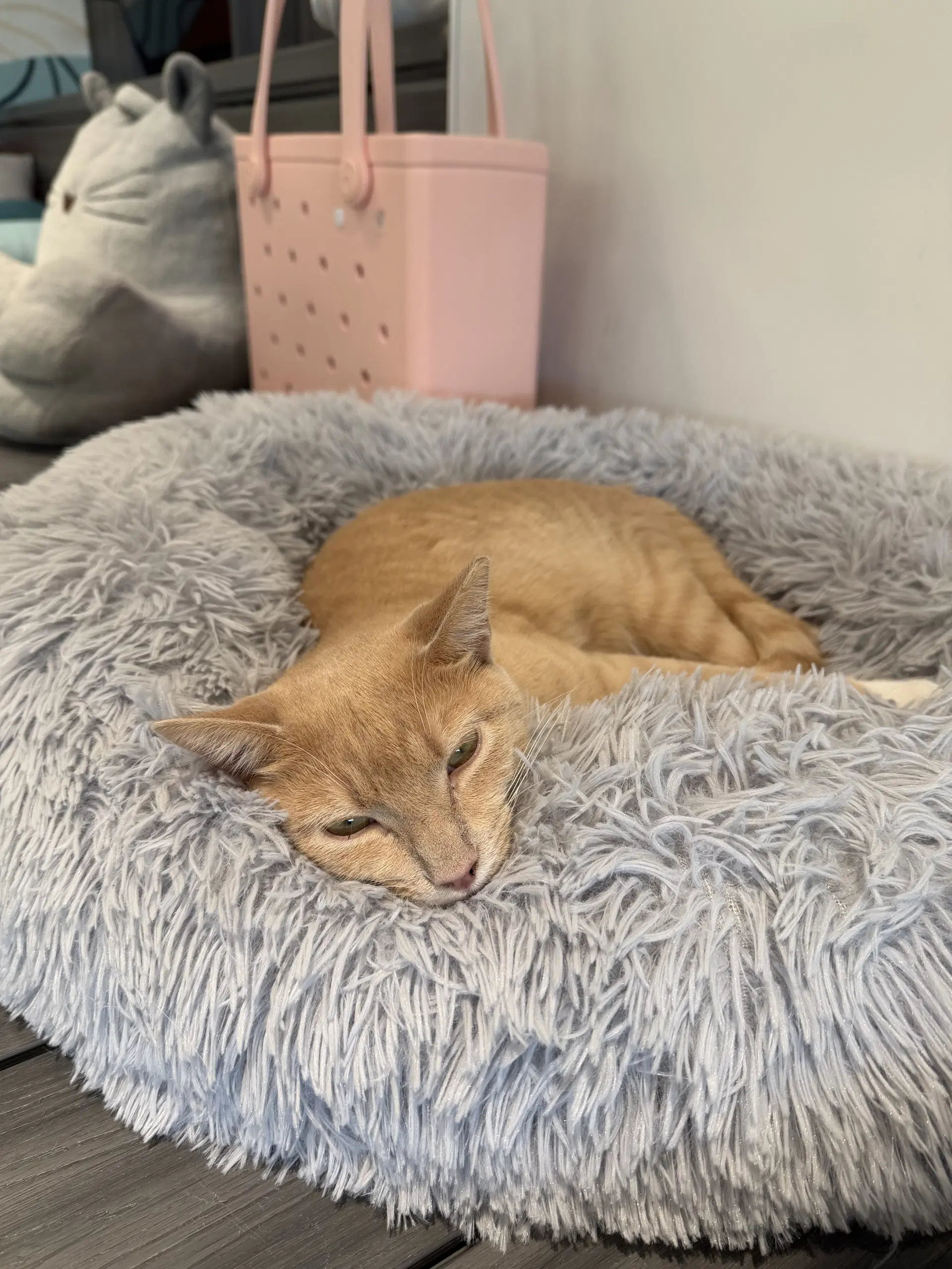 Mochi image 3