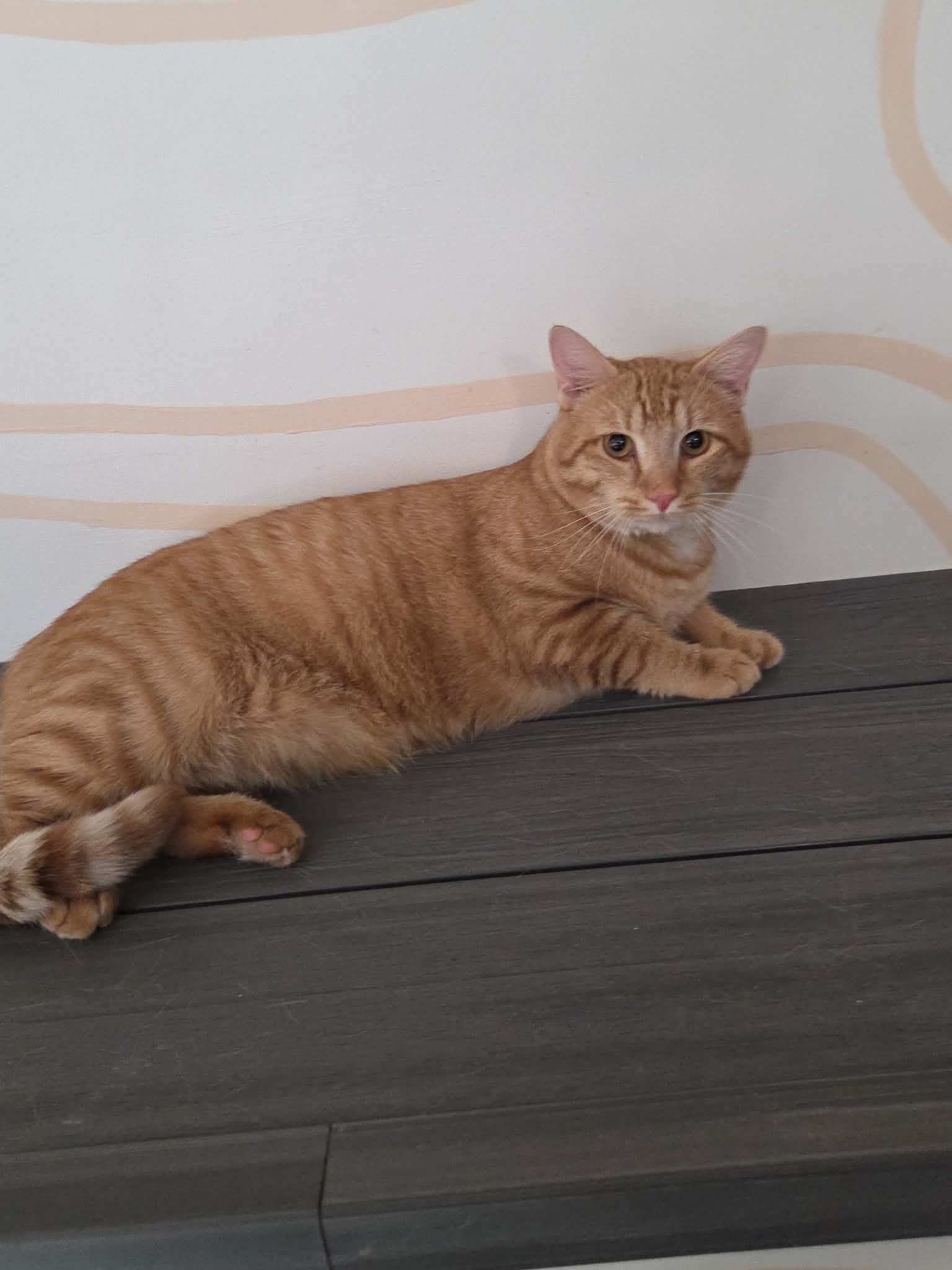 Thomas - Domestic Short Hair