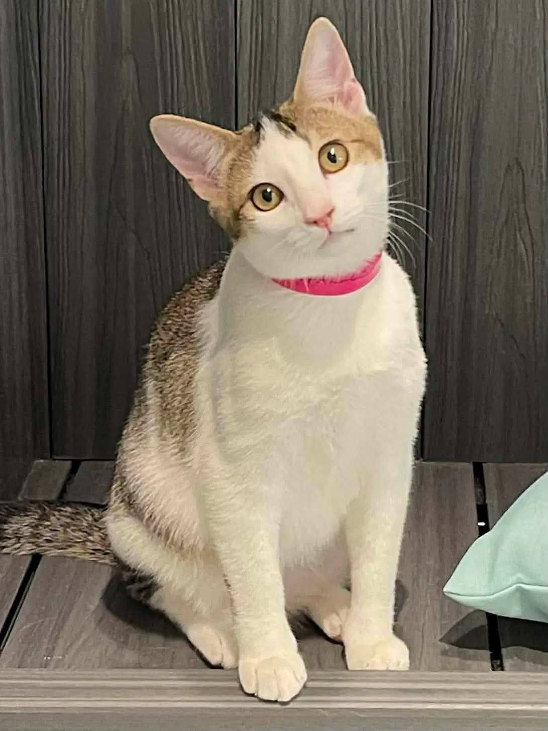 Sparkle - Domestic Short Hair