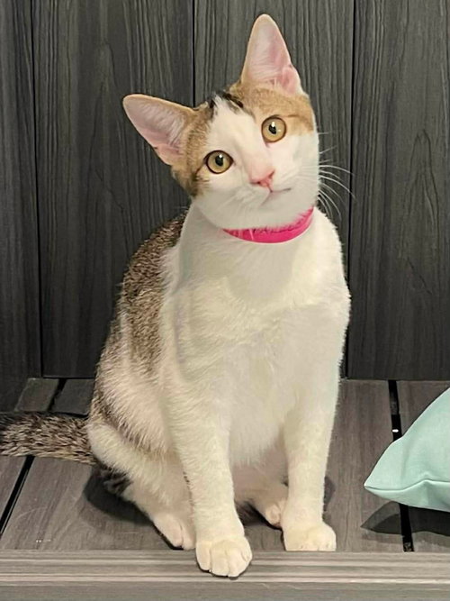Sparkle, an adoptable Domestic Short Hair in Oakboro, NC
