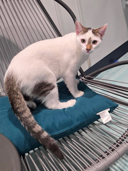 Snowball, an adoptable Domestic Short Hair in Oakboro, NC