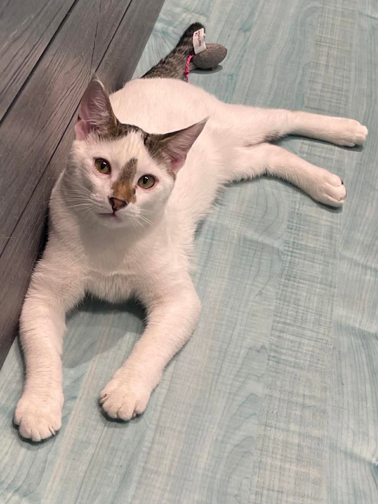 Snowball