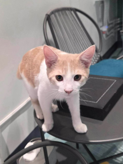 Frosty, an adoptable Domestic Medium Hair in Oakboro, NC
