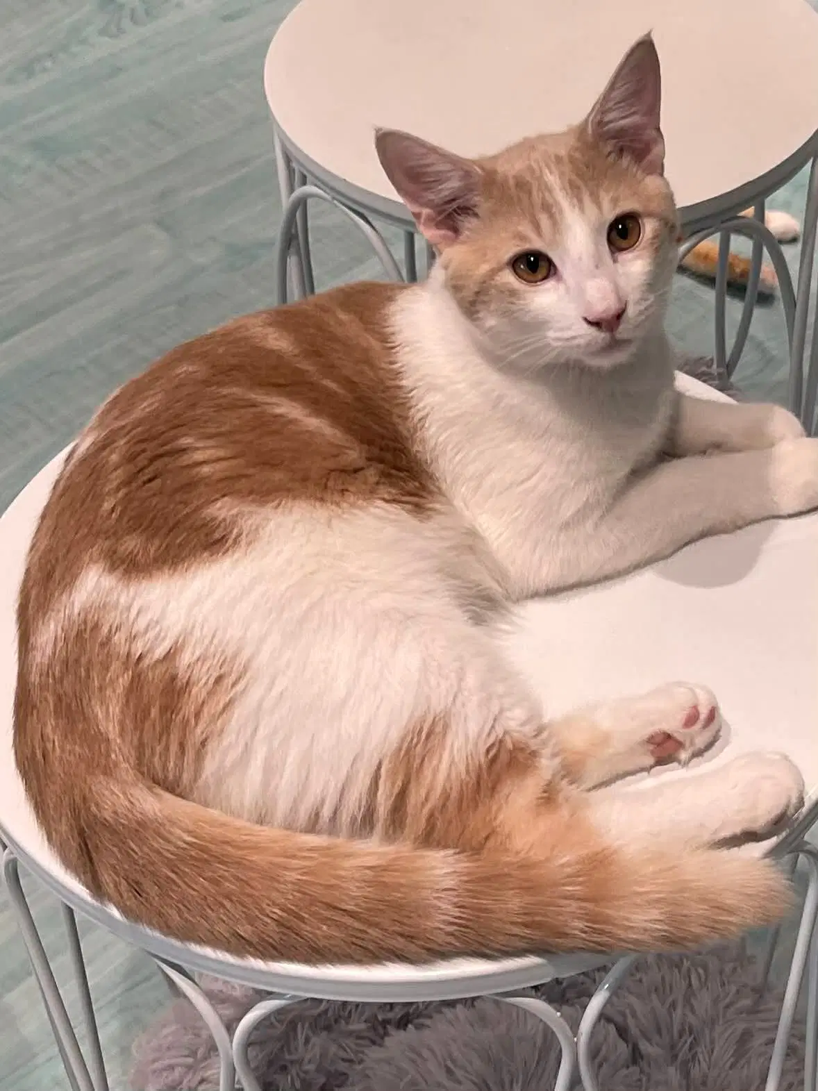 Frosty - Domestic Medium Hair