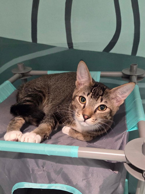 Star, an adoptable Domestic Short Hair in Oakboro, NC