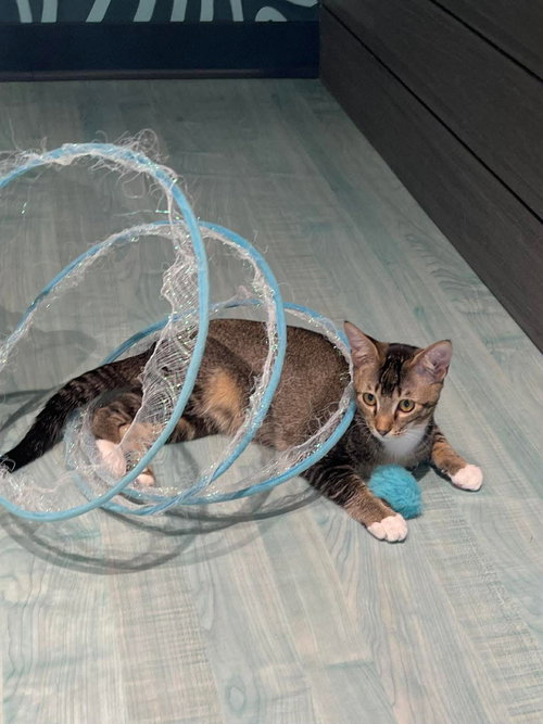 Star, Young Domestic Short Hair / Mixed (short coat), cat for adoption in Oakboro, North Carolina