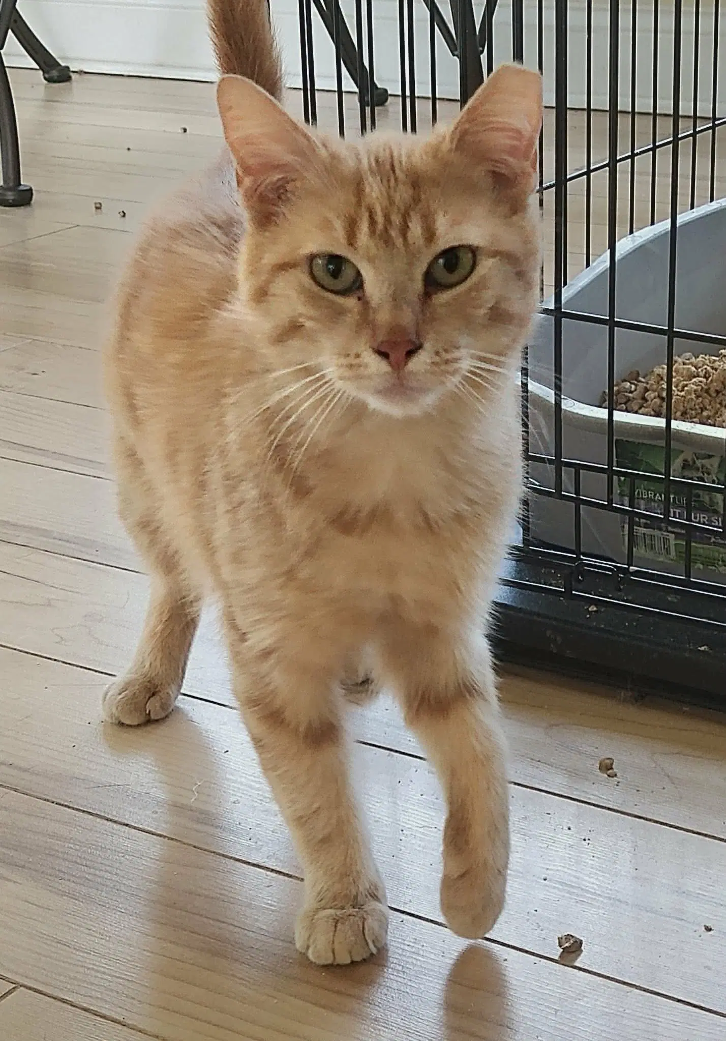 Rusty - Domestic Short Hair