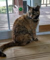 Stella - Photo 1