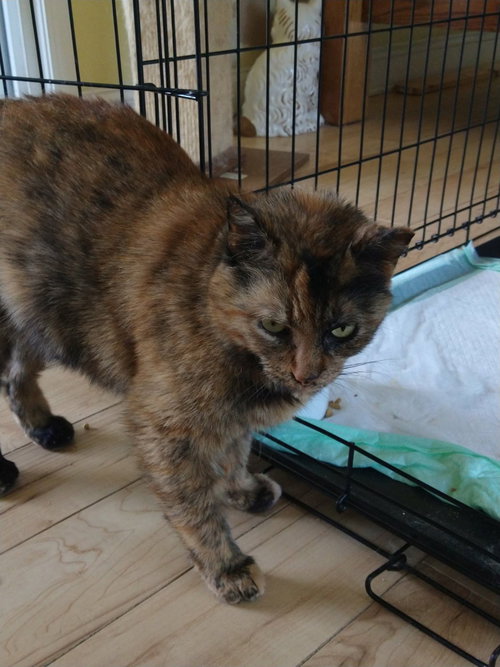 STELLA - Domestic Short Hair available for adoption