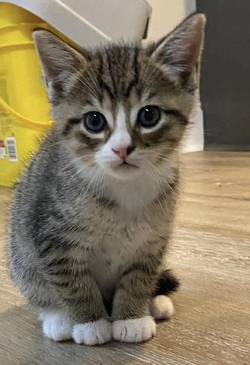 Doug, Baby Domestic Short Hair / Mixed (short coat), cat for adoption in Oakboro, North Carolina