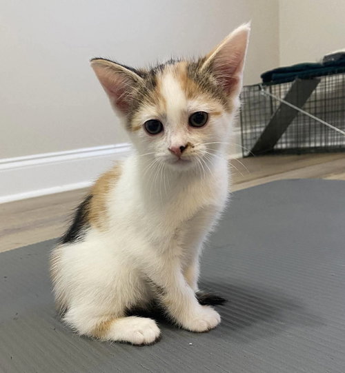 Jeanie, Baby Domestic Short Hair / Mixed (short coat), cat for adoption in Oakboro, North Carolina