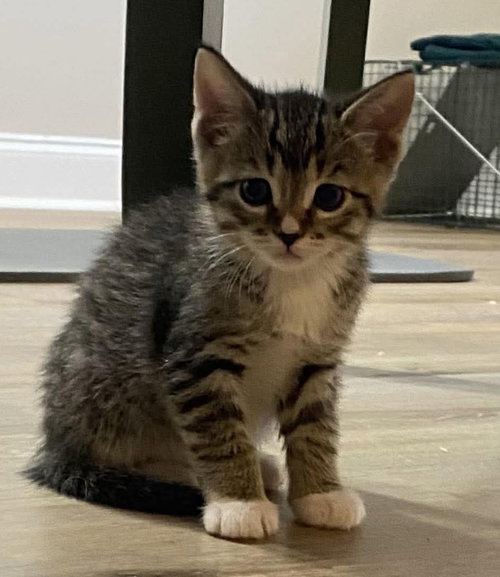 Carter, Baby Domestic Short Hair / Mixed (short coat), cat for adoption in Oakboro, North Carolina