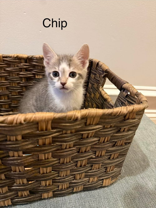 Chip, an adoptable Domestic Short Hair in Oakboro, NC