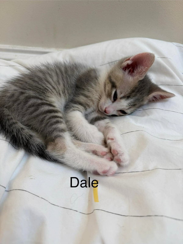 Dale