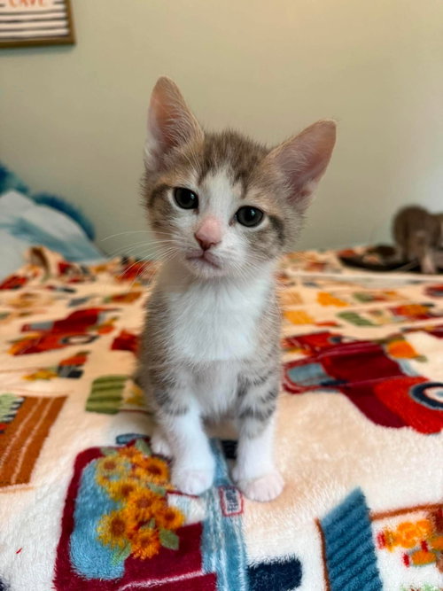 Dale, an adoptable Domestic Short Hair in Oakboro, NC