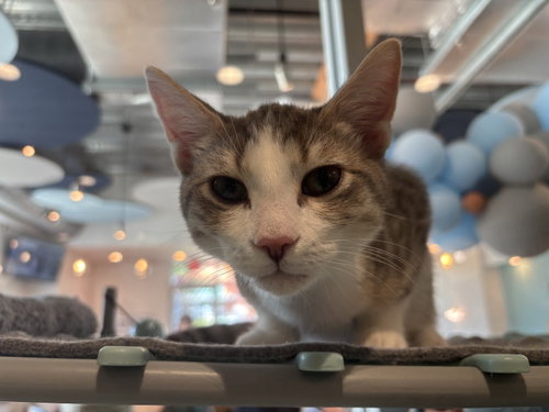 Dale, a cat for adoption from Killer Kitties Rescue