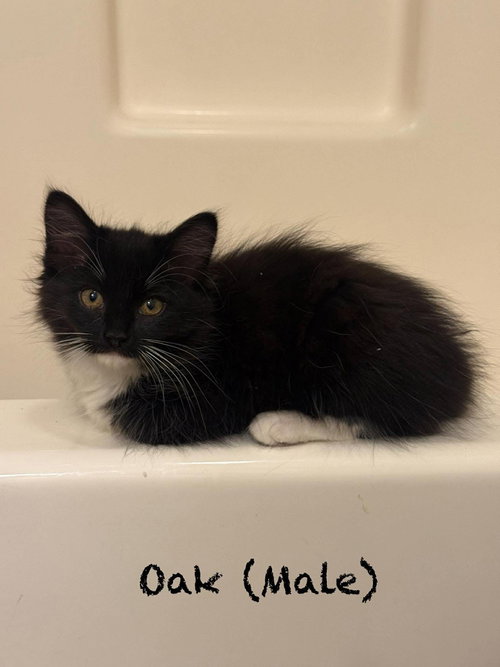 Oak, an adoptable Domestic Long Hair in Oakboro, NC