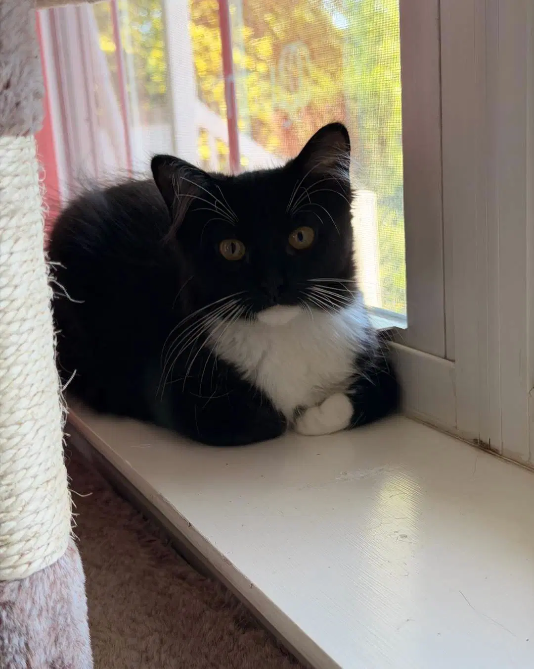 Oak - Domestic Long Hair
