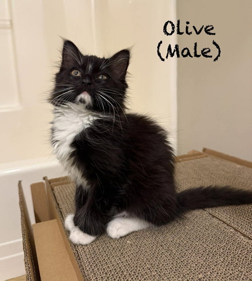 Olive, an adoptable Domestic Long Hair in Oakboro, NC