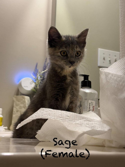 Sage, an adoptable Domestic Short Hair in Oakboro, NC
