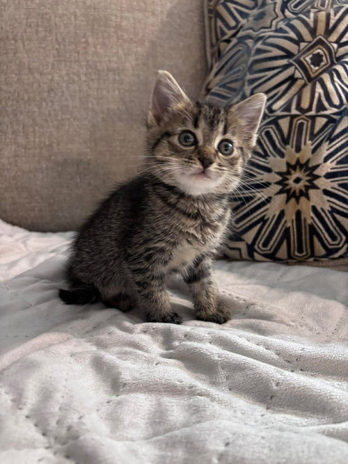 Alice, an adoptable Domestic Short Hair in Oakboro, NC