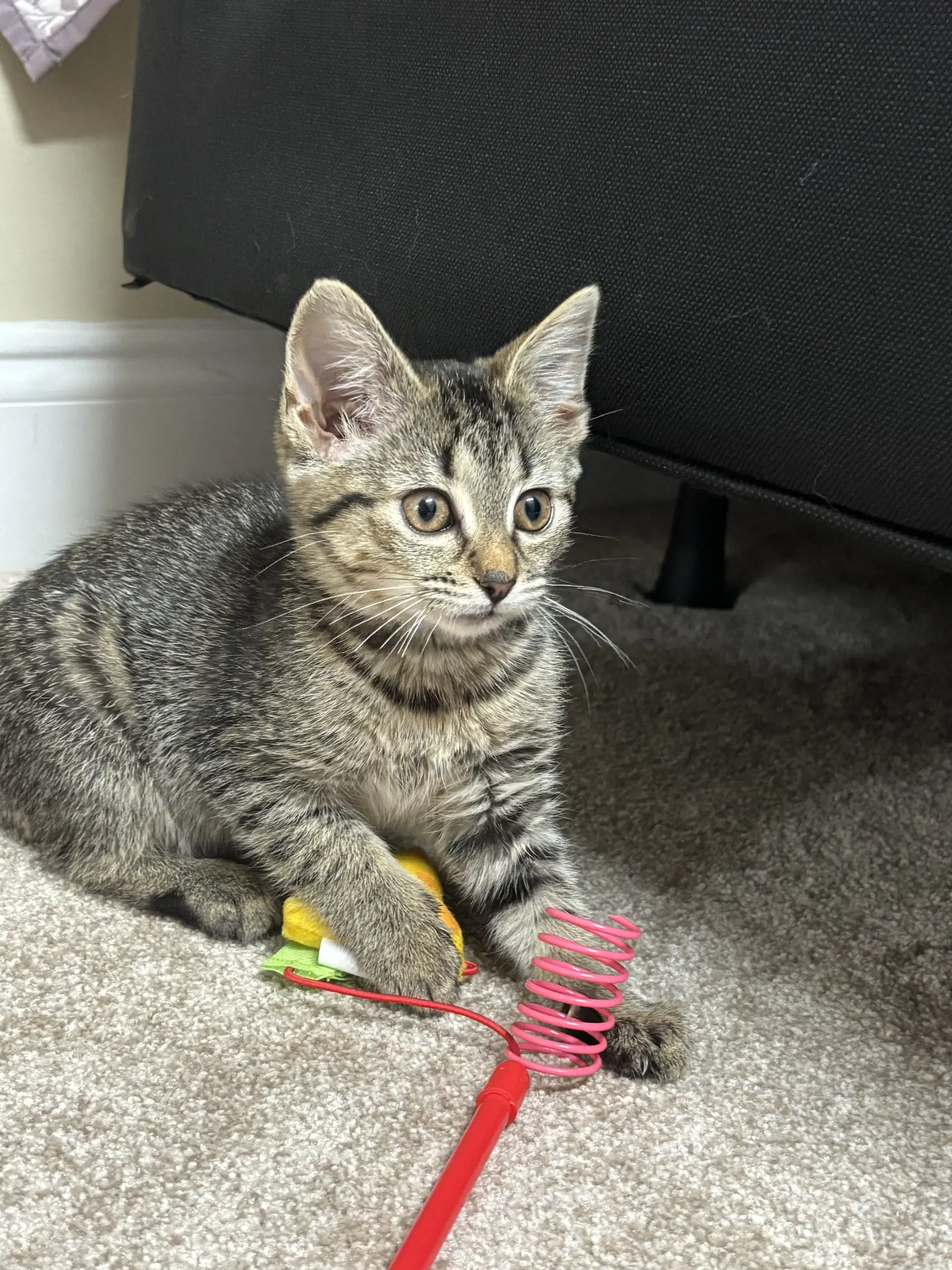 Alice - Domestic Short Hair