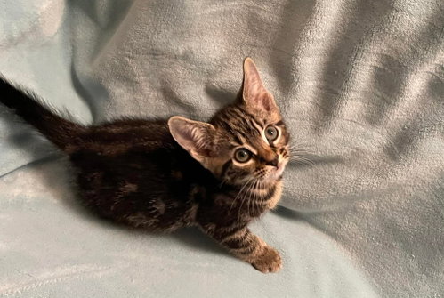 Fudge, an adoptable Domestic Short Hair in Oakboro, NC