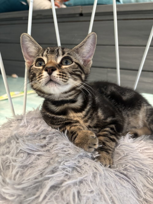 Fudge, Baby Domestic Short Hair / Mixed (short coat), cat for adoption in Kannapolis, North Carolina