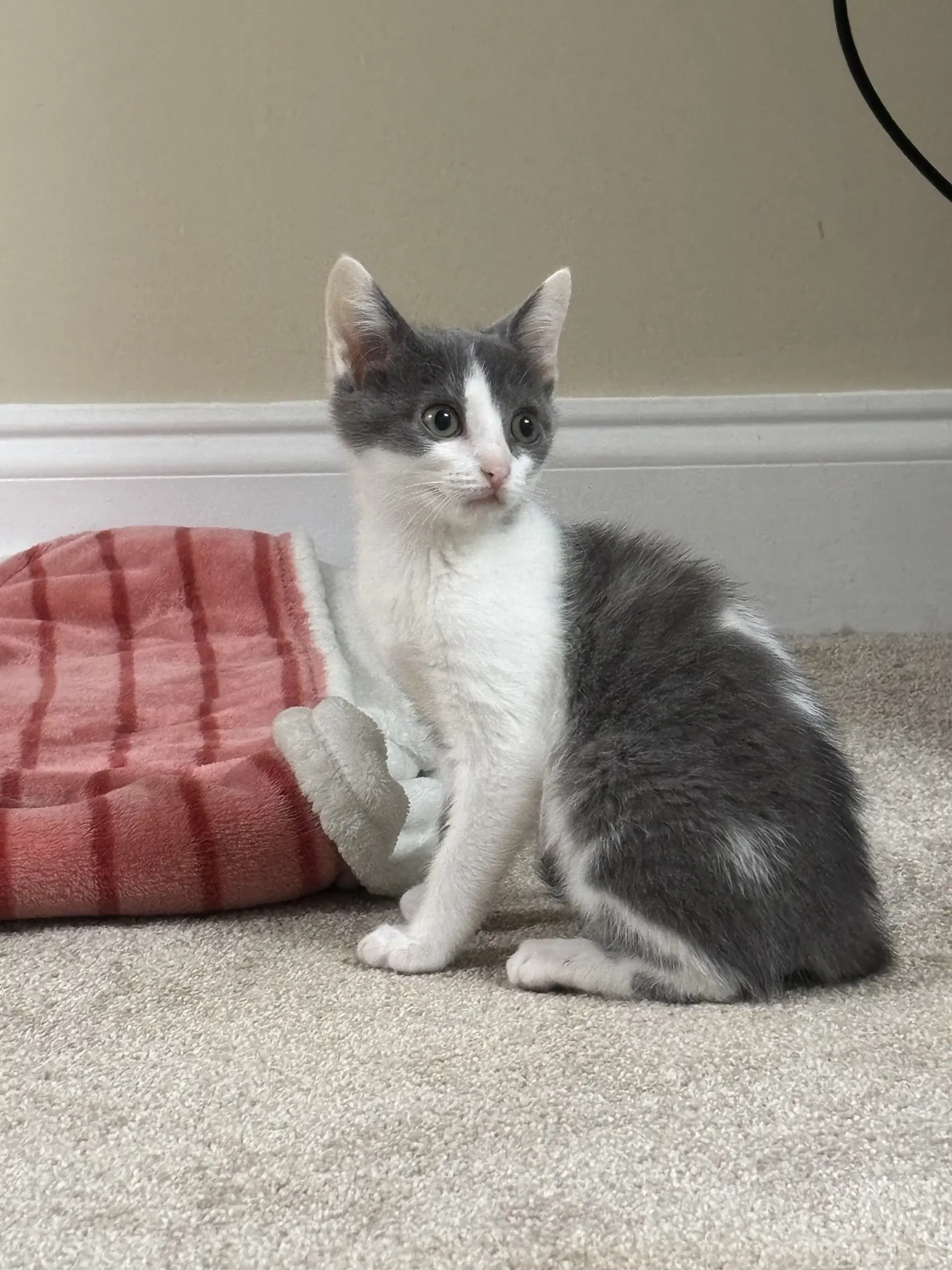 Roxy - Domestic Short Hair