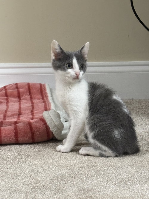 Roxy, Baby Domestic Short Hair / Mixed (short coat), cat for adoption in Oakboro, North Carolina