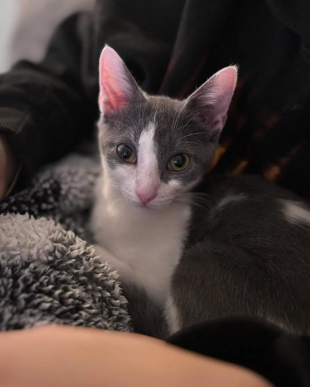 Roxy - Domestic Short Hair
