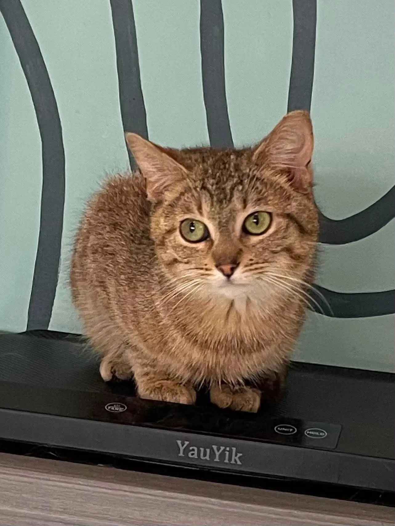 Whitney - Domestic Short Hair