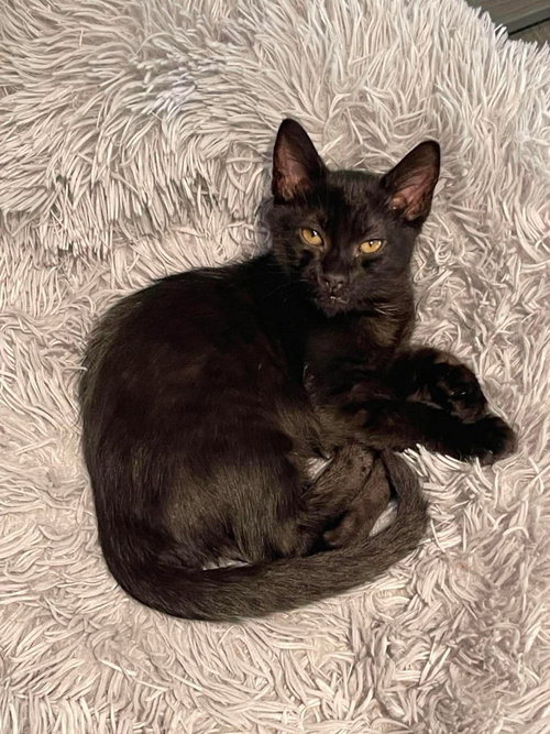 Binx, an adoptable Domestic Medium Hair in Oakboro, NC