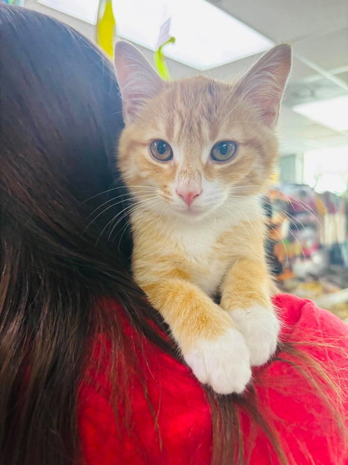 Robby, Baby Domestic Short Hair / Mixed (short coat), cat for adoption in Kannapolis, North Carolina