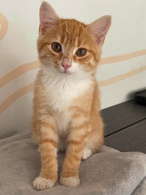 Robby, Baby Domestic Short Hair / Mixed (short coat), cat for adoption in Oakboro, North Carolina