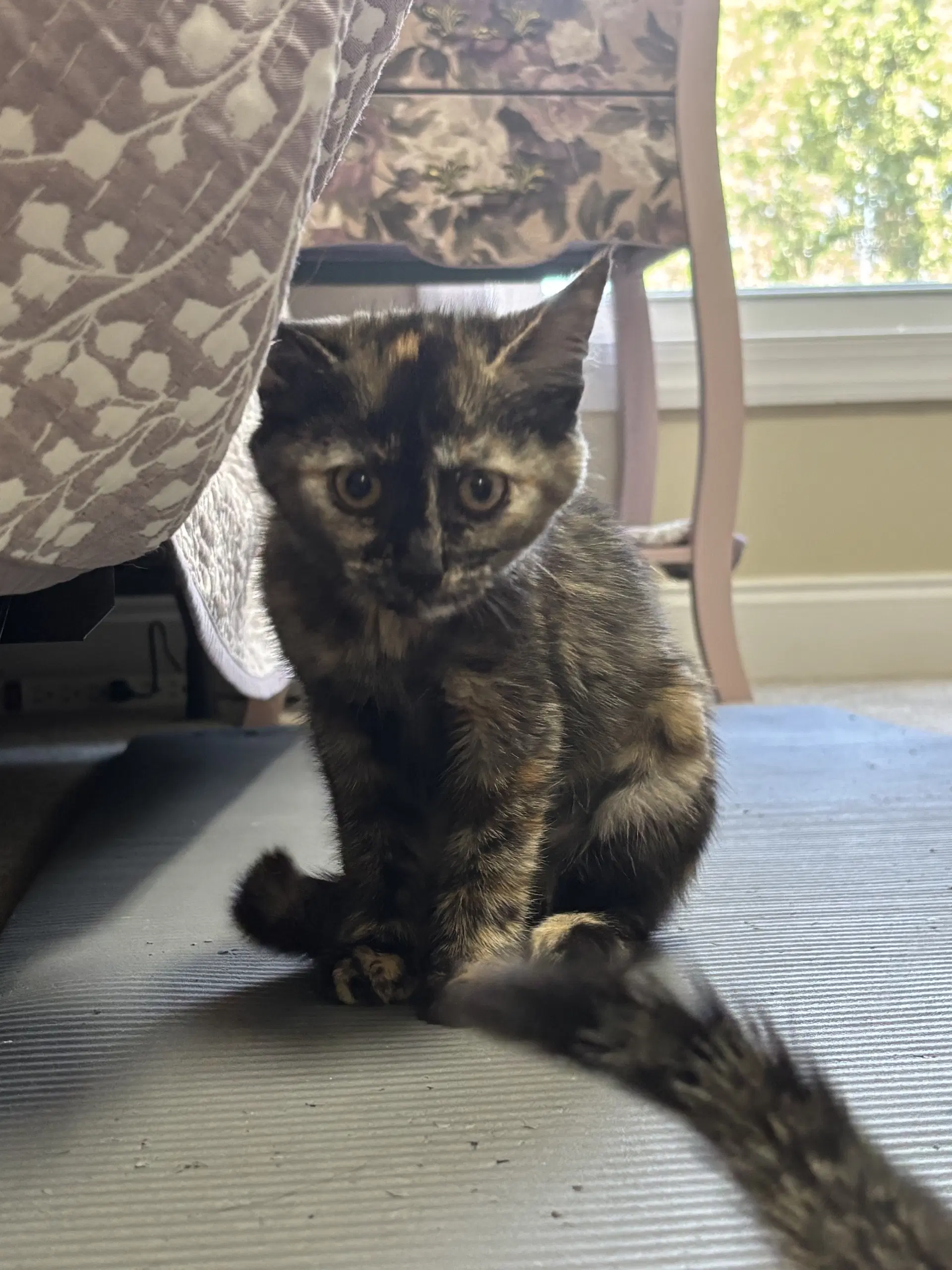 Dana - Domestic Short Hair