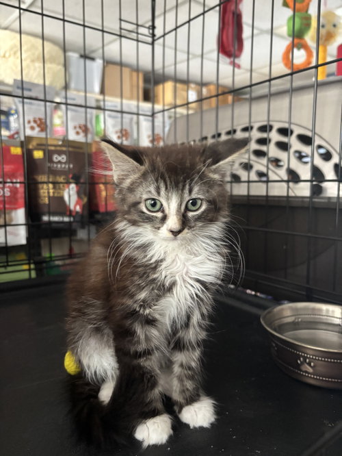 Tess, an adoptable Domestic Short Hair in Oakboro, NC