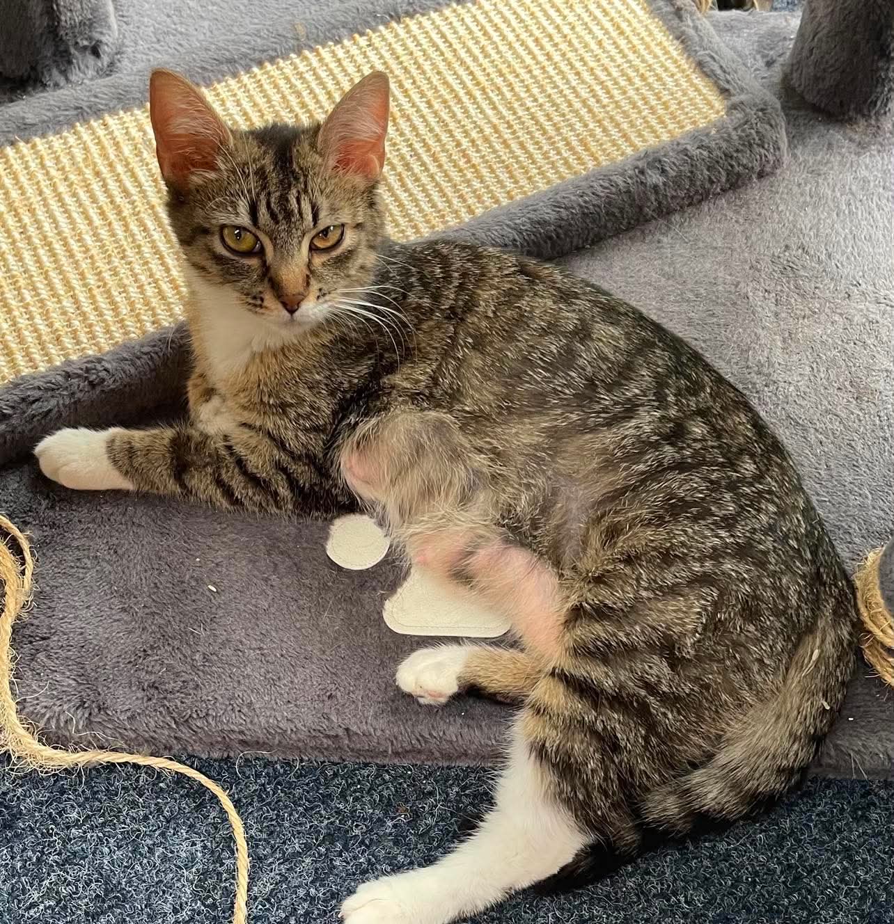 Mona - Domestic Short Hair