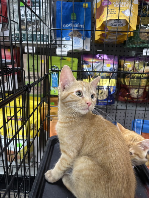 Eli, Baby Domestic Short Hair / Mixed (short coat), cat for adoption in Oakboro, North Carolina