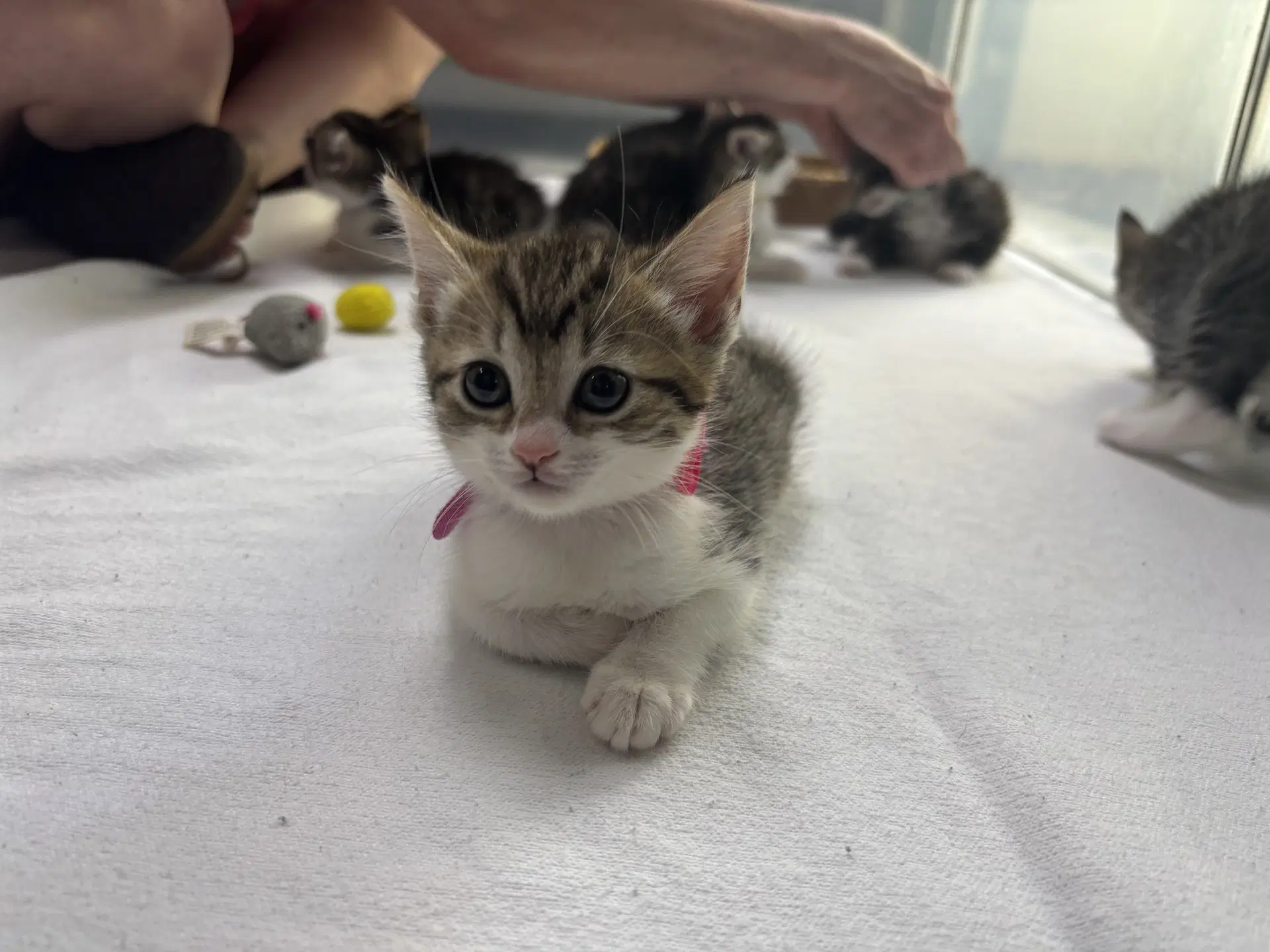 Gilly - Domestic Short Hair