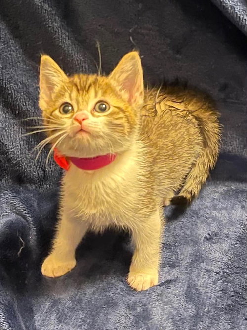 Gilly, Baby Domestic Short Hair / Mixed (short coat), cat for adoption in Oakboro, North Carolina