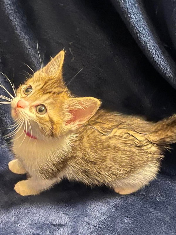 Gilly