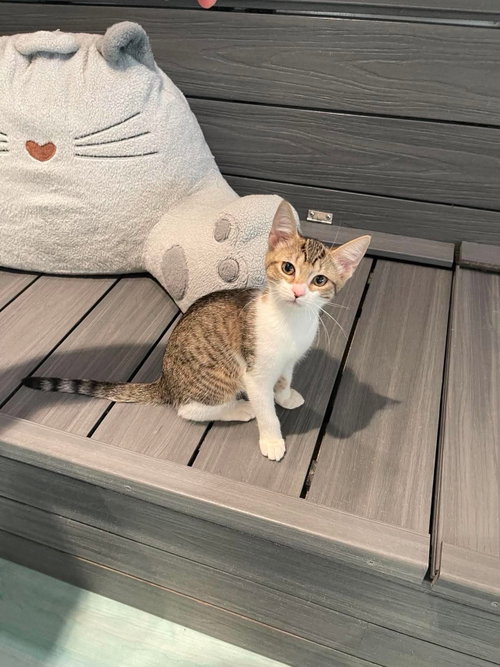 Gilly, a cat for adoption from Killer Kitties Rescue