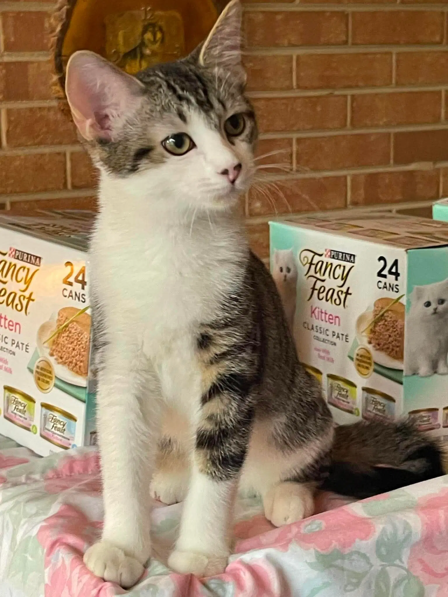 Sasha - Domestic Short Hair