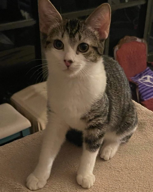 Sasha, a cat for adoption from Killer Kitties Rescue