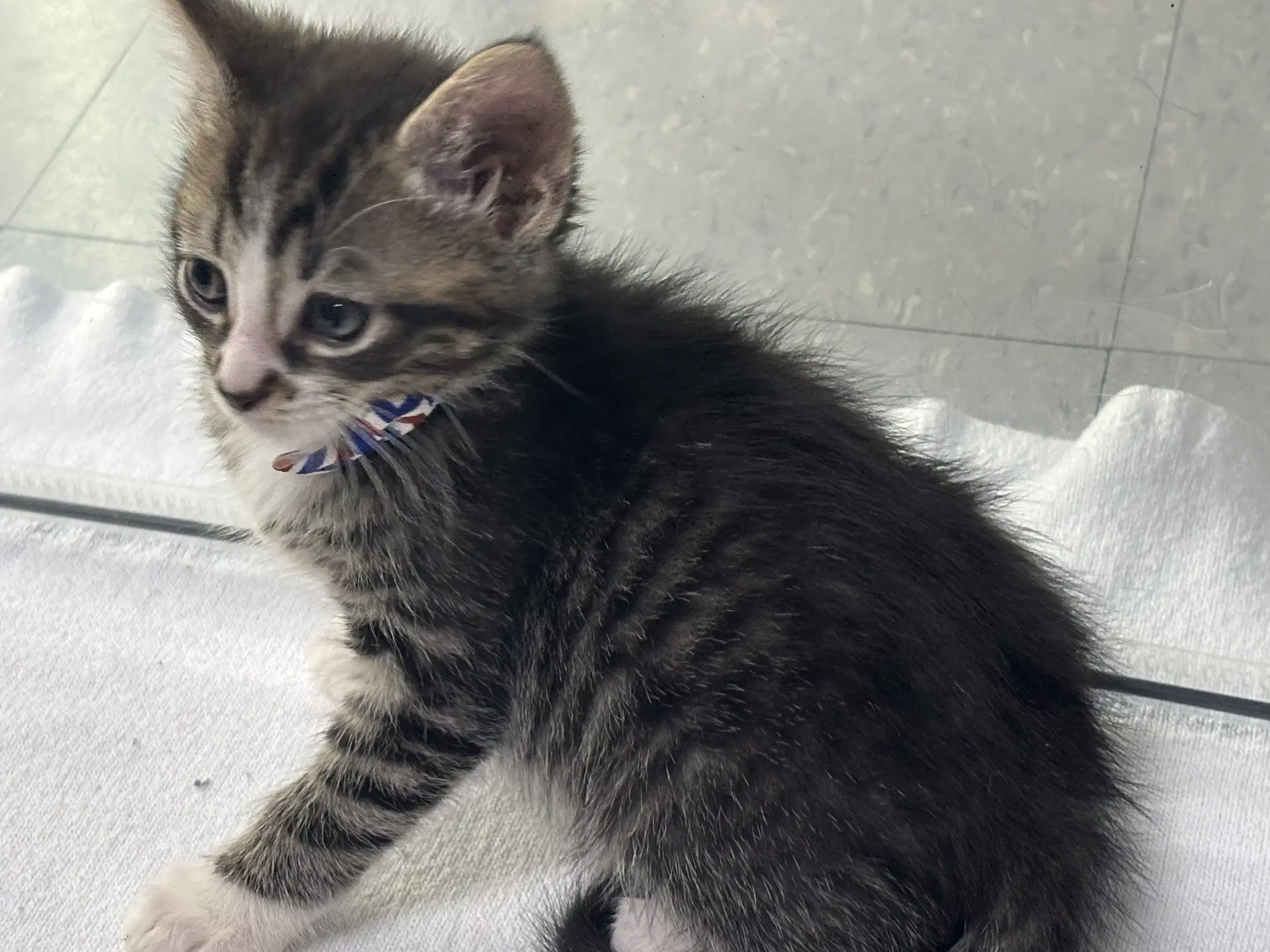 Newton - Domestic Short Hair